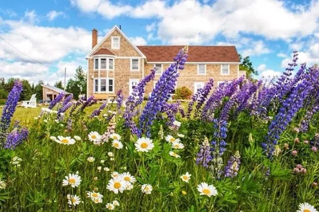 Shingled house of Salty Rose’s behind a field of purple lupins