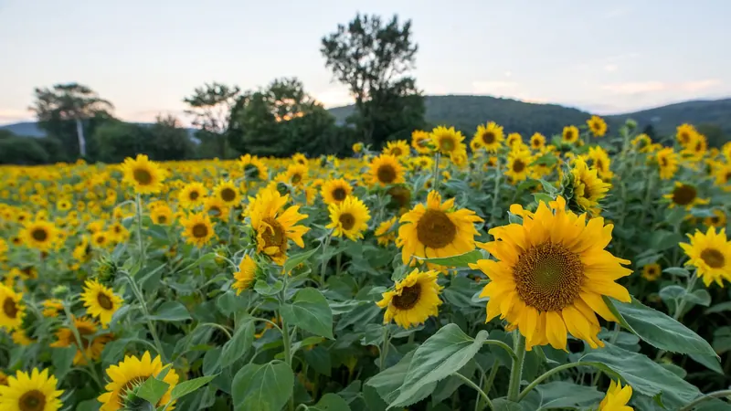 Field of sunflowers below forested hills