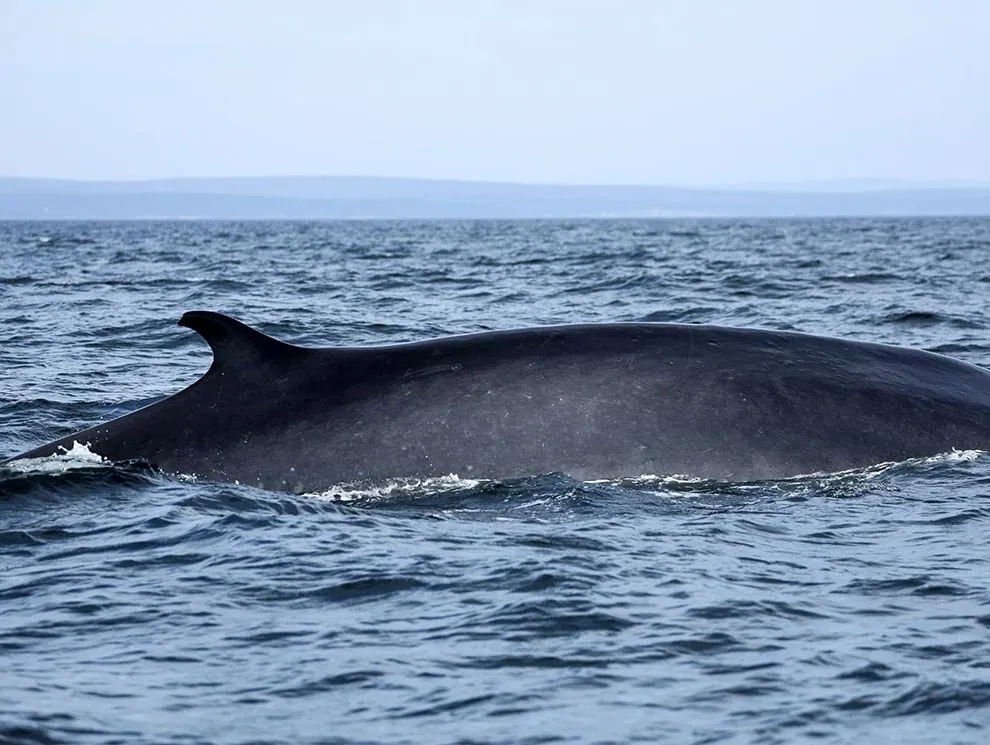 Whale surfacing in the dark blue waters off Cape Breton